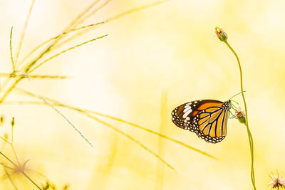 Close-up of butterfly on flower