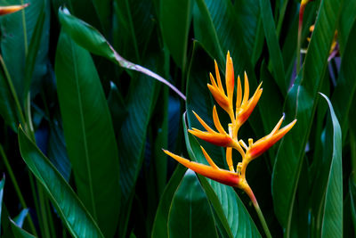 Close-up of orange flowering plant