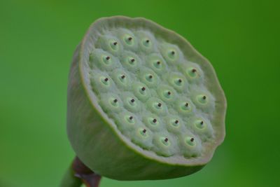 Close-up of lotus water lily