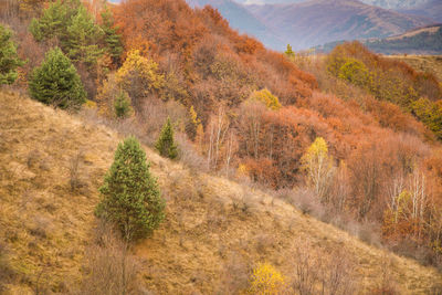 Scenic view of landscape during autumn