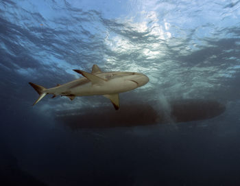 sea