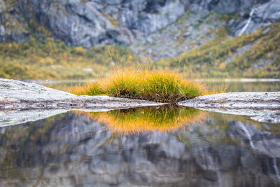 Close-up of moss growing at lakeshore