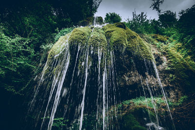 Low angle view of waterfall in forest