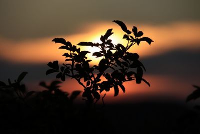 Close-up of silhouette plant against sky at sunset