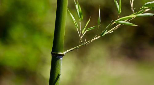 Close-up of wet plant