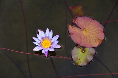 High angle view of purple flower floating on pond