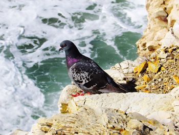 Close up of a bird on the cliff rocks