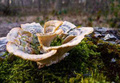 Close-up of fungus growing on tree trunk