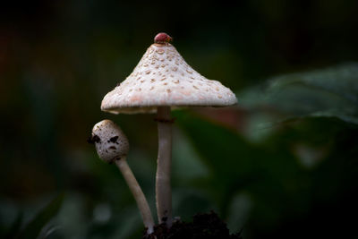 Close-up of mushroom growing on land