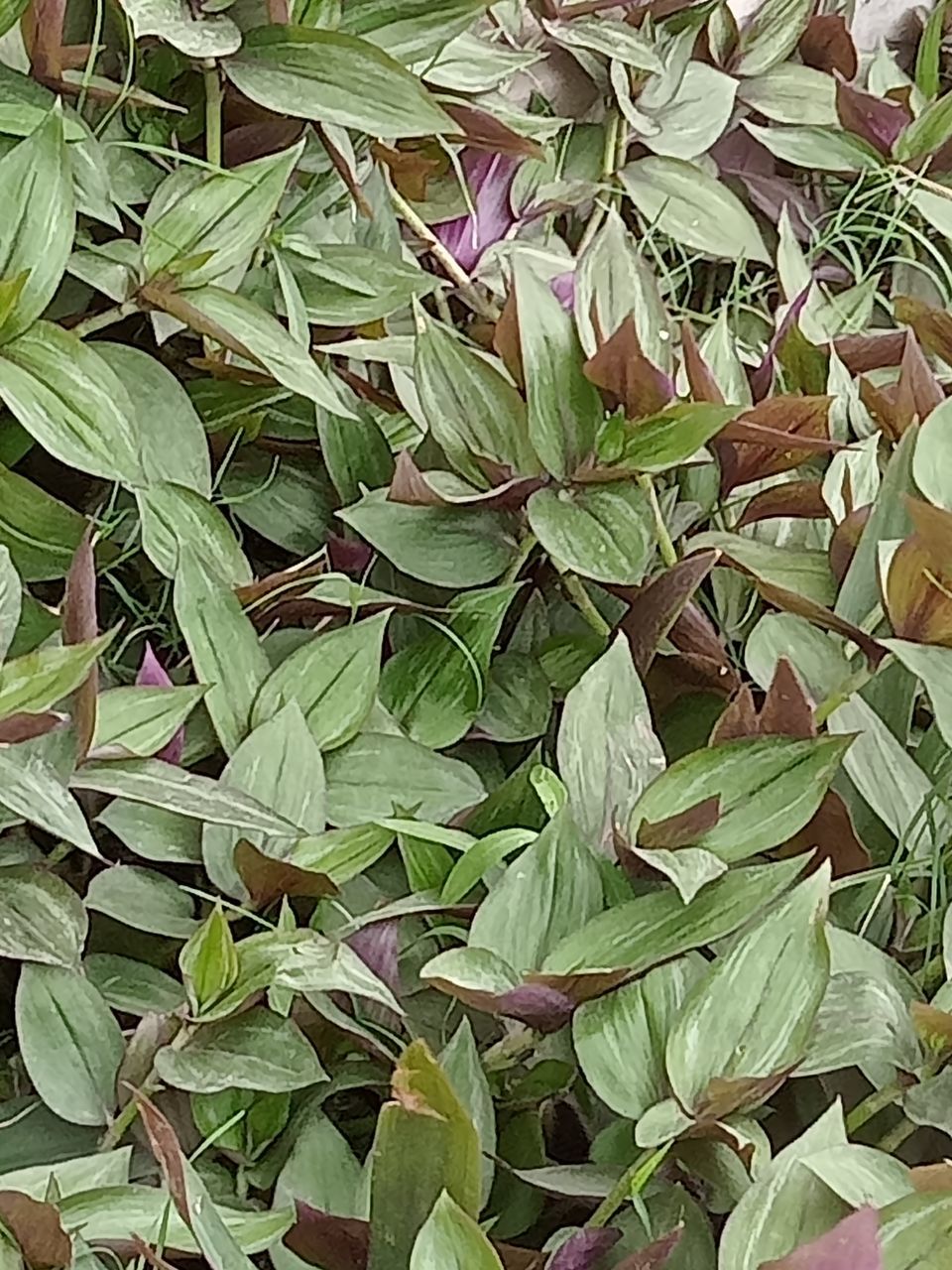 leaf, plant part, full frame, green, backgrounds, plant, flower, shrub, growth, nature, no people, beauty in nature, close-up, herb, high angle view, day, outdoors, abundance, field