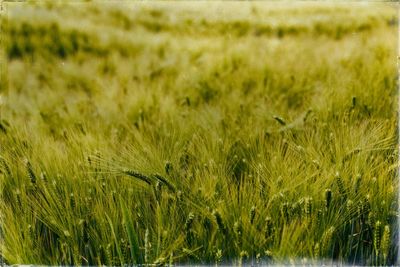 Plants growing on field