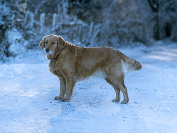 Dog standing on snow covered land