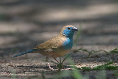 Close-up of bird outdoors