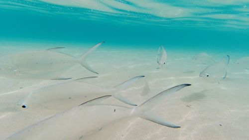 Fish swimming in sea