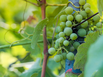 Close-up of grapes growing on tree