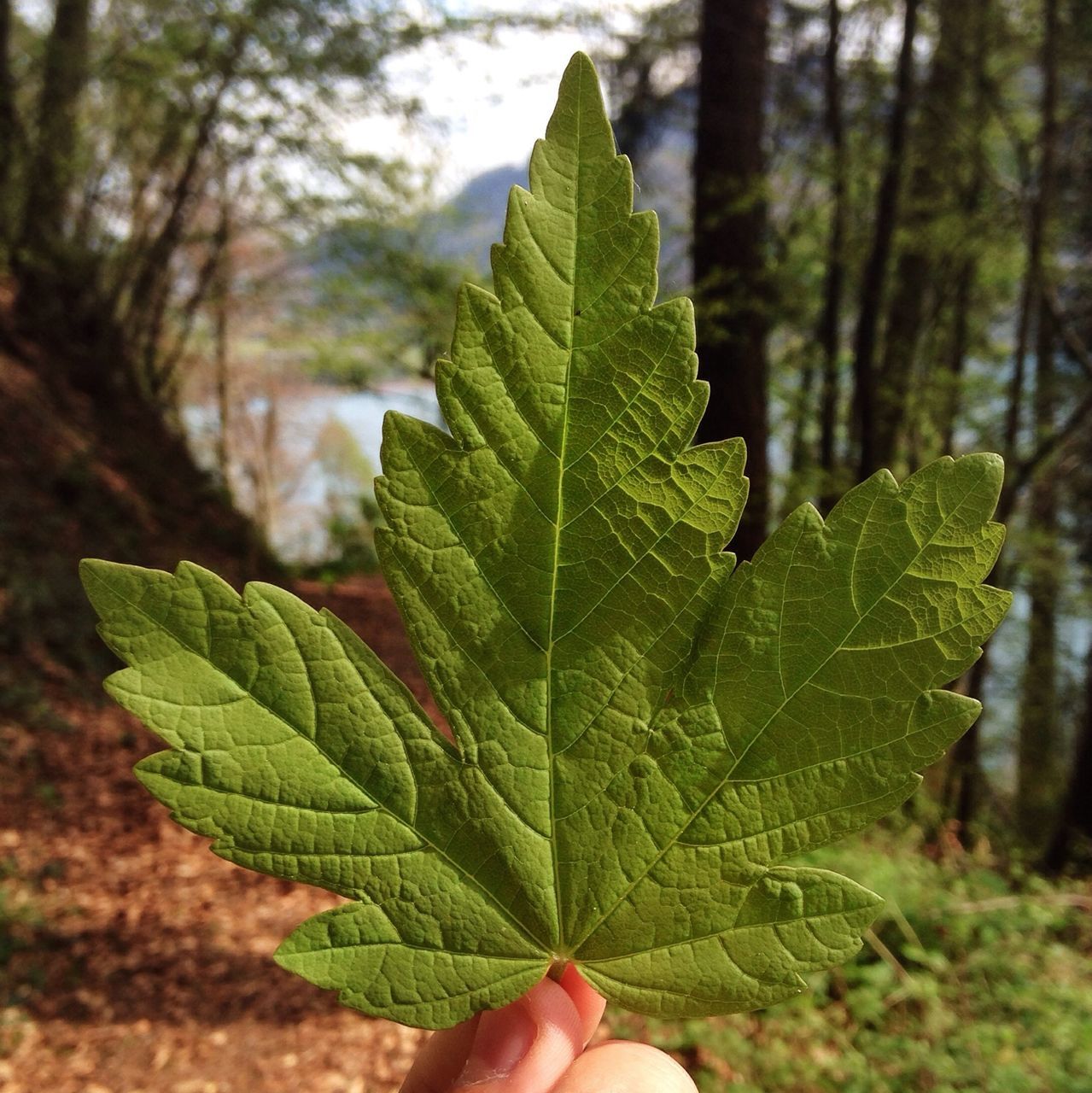 leaf, person, personal perspective, part of, focus on foreground, close-up, green color, leaf vein, cropped, unrecognizable person, nature, human finger, holding, growth, plant, tree, day