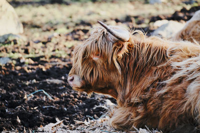 Close-up of pig on field