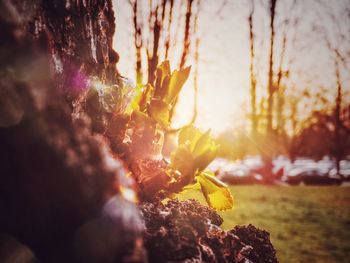 Close-up of yellow flowering plant during sunset