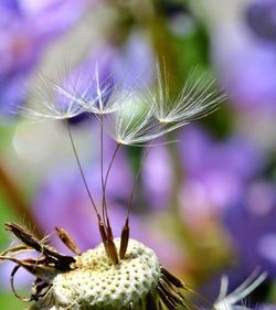 Close-up of insect on purple flower