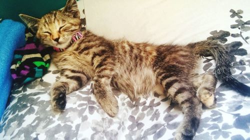 Cat relaxing on bed