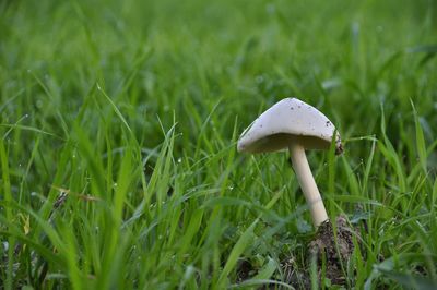 Close-up of mushroom on field