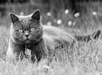 Portrait of cat relaxing on field