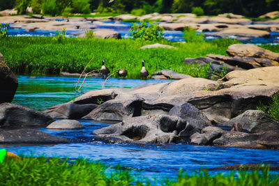 View of birds in lake