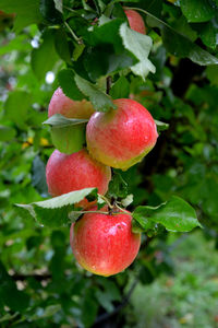 Close-up of apples on plant