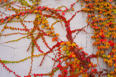 Close-up of red maple leaves on plant during autumn