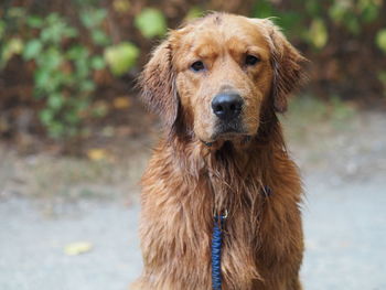 Close-up portrait of a dog on field