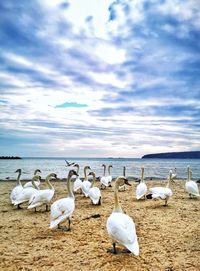 Seagulls on beach