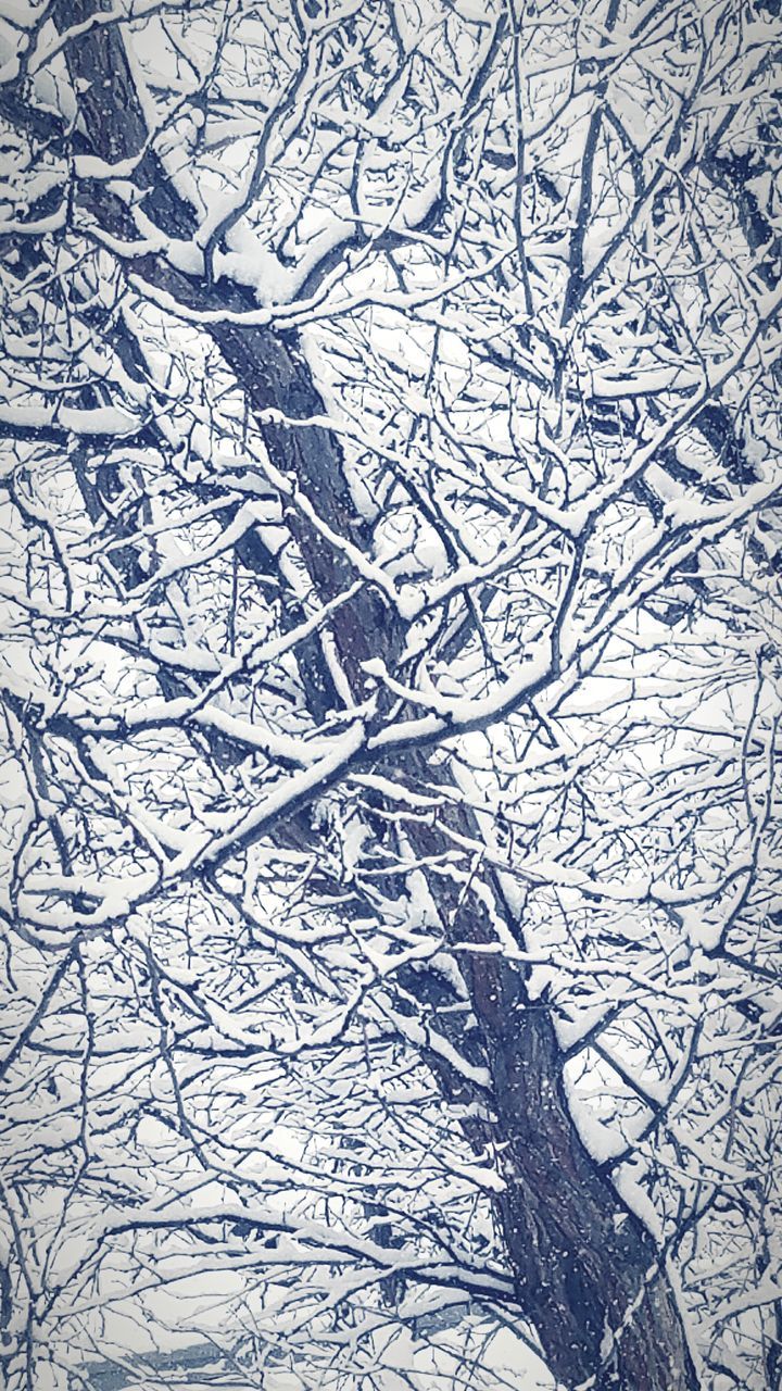 CLOSE-UP OF BARE TREE BRANCHES DURING WINTER