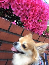 Close-up of dog on flower tree