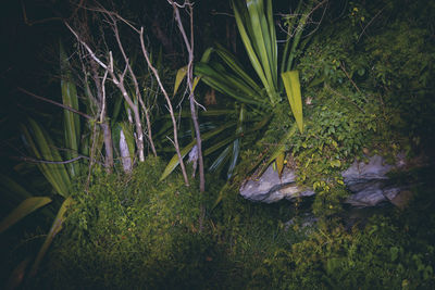 Plants growing in a lake