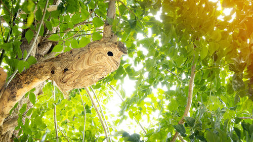 Low angle view of bird perching on tree