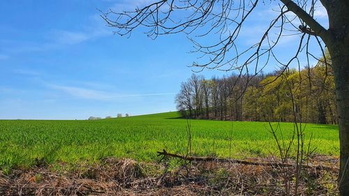 Scenic view of field against sky