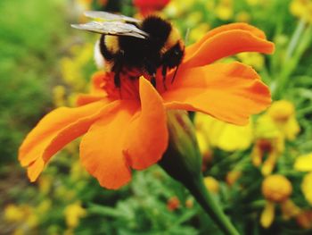 Close-up of day lily blooming outdoors