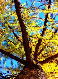 Low angle view of trees