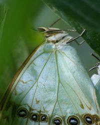 Close-up of leaves