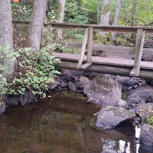 River flowing through forest