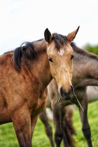 Close-up of a horse on field