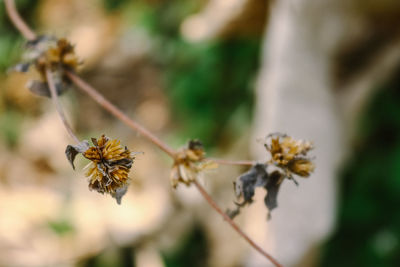 Close-up of wilted flower