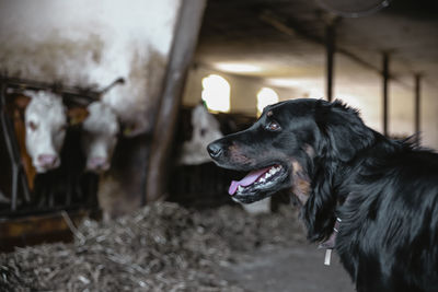 Close-up of a dog looking away