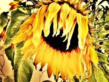 Close-up of yellow flower