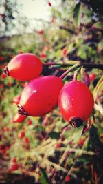 Close-up of cherries growing on tree