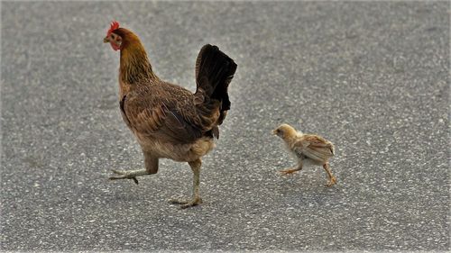 Close-up of chickens