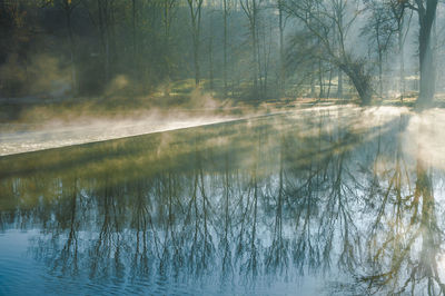 Reflection of bare trees in calm lake