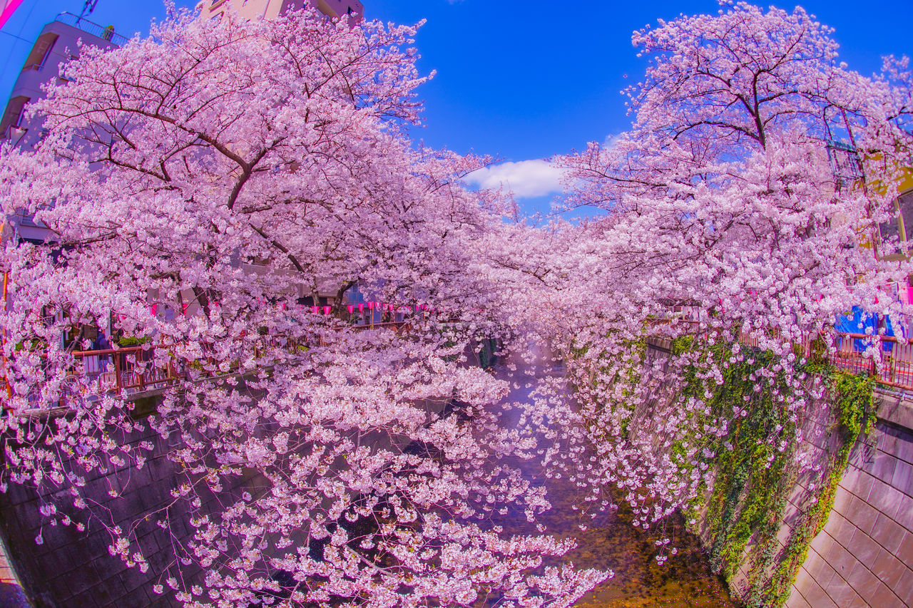 plant, flower, flowering plant, blossom, tree, springtime, beauty in nature, nature, freshness, fragility, cherry blossom, pink, sky, growth, spring, cherry tree, no people, blue, day, outdoors, branch, low angle view, botany
