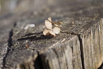 Close-up of mushroom on tree stump