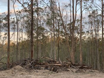 Scenic view of forest